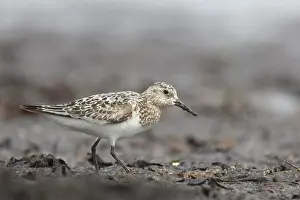 Sanderlings: Sanderling - adult walking on a beach - Wadden