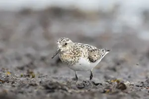Sanderlings: Sanderling - adult walking on a beach - Wadden