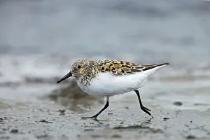 Sanderlings: Sanderling - on beach in breeding plumage