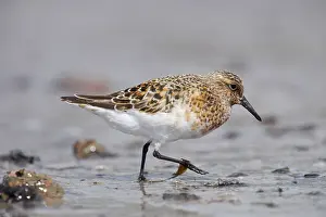 Sanderlings: Sanderling - on beach in breeding plumage