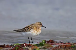 Sanderlings: Sanderling - on beach in breeding plumage