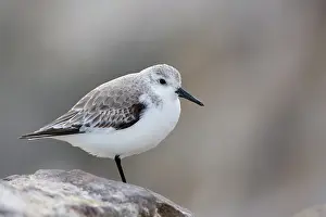 Monterey: Sanderling (Calidris alba)