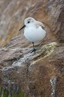 Monterey: Sanderling (Calidris alba)