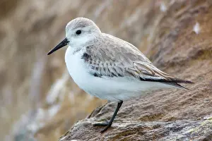 Monterey: Sanderling (Calidris alba)