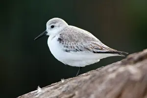 Monterey: Sanderling (Calidris alba)