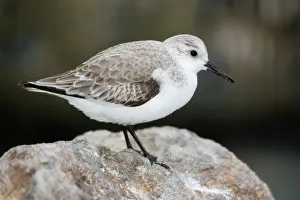 Monterey: Sanderling (Calidris alba)
