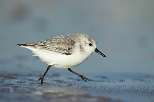Sanderling: Sanderling (Calidris alba) adult bird in winter