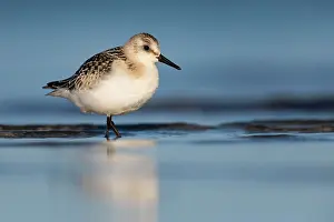 Sanderling: Sanderling (Calidris alba) on the Baltic Sea, Prerow