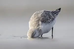 Sanderling: Sanderling (Calidris alba) eating on the shore