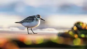 Sanderling: Sanderling (Calidris alba) in environment, Devon