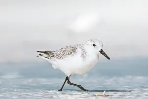Typical: Sanderling (Calidris alba) feeding in shallow waters