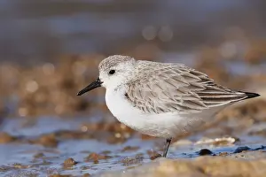 Sanderling: Sanderling (Calidris alba) in its final plumage