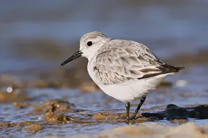 Sanderling: Sanderling (Calidris alba) in its final plumage