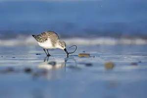 Sanderling: Sanderling (Calidris alba) foraging
