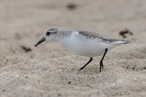 Wintering: Sanderling, Calidris alba, foraging on sandy bea