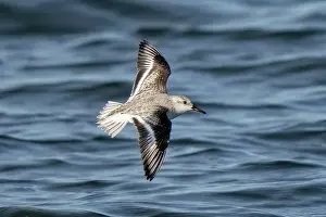 Sanderling: Sanderling, Calidris alba. Sanderling, Calidris alba. Winter