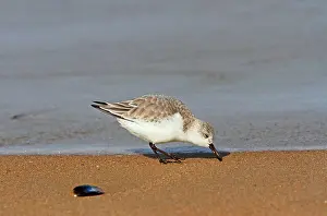 Stint: Sanderling (Calidris alba) in search of food on