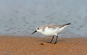 Stint: Sanderling (Calidris alba) in search of food on
