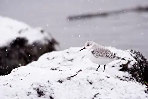 Sanderling: A Sanderling (Calidris alba) in the snow