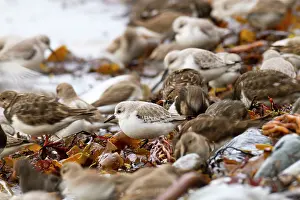 Sanderlings: Sanderling - with Dunlin (Calidris alpina) and
