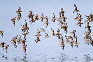 Sanderlings: Sanderling and Dunlin (Calidris alpina) in flight