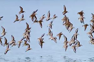 Sanderlings: Sanderling and Dunlin (Calidris alpina) - in flight