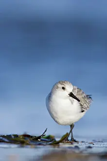 Sanderlings: Sanderling - Face on portrait