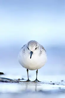 Sanderlings: Sanderling - Face on portrait from a ground level