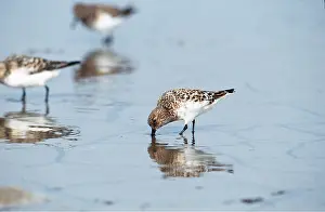 Sanderling: SANDERLING - feeding