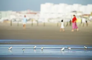 Sanderlings: SANDERLING - Feeding on coast, winter plumage
