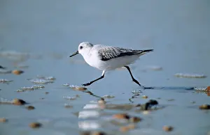 Sanderlings: SANDERLING - Feeding on coast, winter plumage