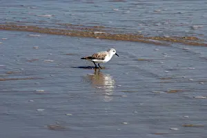 Sanderlings: Sanderling - Feeding at the edge of the tide