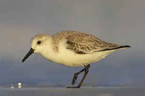 Sanderlings: Sanderling - feeding along shoreline
