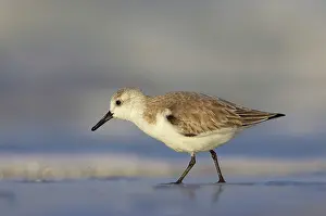 Sanderlings: Sanderling - feeding along shoreline