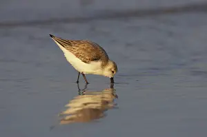 Sanderlings: Sanderling - feeding along shoreline