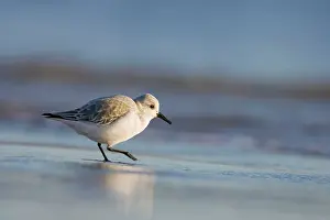 Sanderlings: Sanderling - Feeding on the shoreline