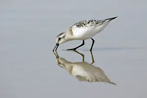 Sanderlings: Sanderling - Feeding on shoreline, in winter plumage