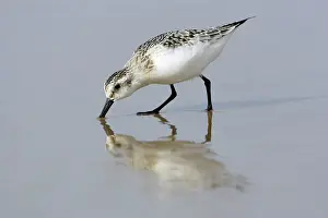 Sanderlings: Sanderling - Feeding on shoreline, in winter plumage