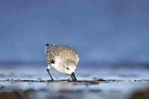 Sanderlings: Sanderling - Feeding on tidal mudflat