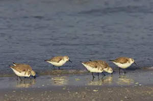 Sanderlings: Sanderling - flock feeding along shoreline