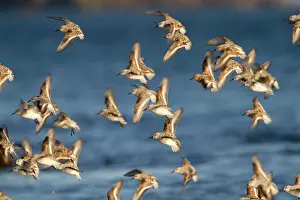 Sanderlings: Sanderling - flock in flight