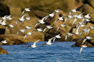 Sanderlings: Sanderling - flock in flight