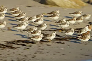 Sanderlings: Sanderling - flock running on a beach