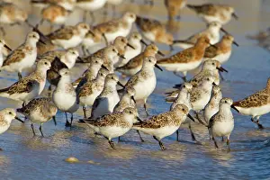 Sanderlings: Sanderling - flock on the shore