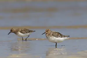 Sanderlings: Sanderling - group in shallow water - Germany