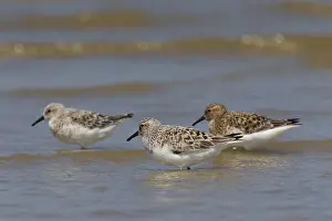 Sanderlings: Sanderling - group in shallow water - Germany