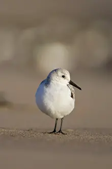 Sanderlings: Sanderling - Low-level view of bird on sandy beach