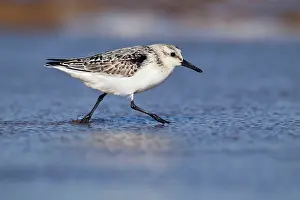 Sanderlings: Sanderling running along shoreline September