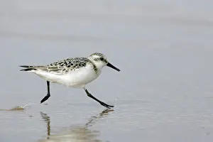 Sanderlings: Sanderling - Running along shoreline, in winter plumage