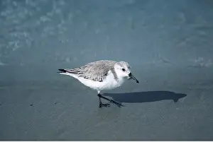 Sanderling: SANDERLING - on sand